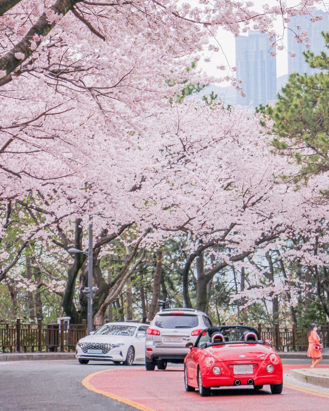 south korea cherry blossoms - haeundae dalmaji-gil