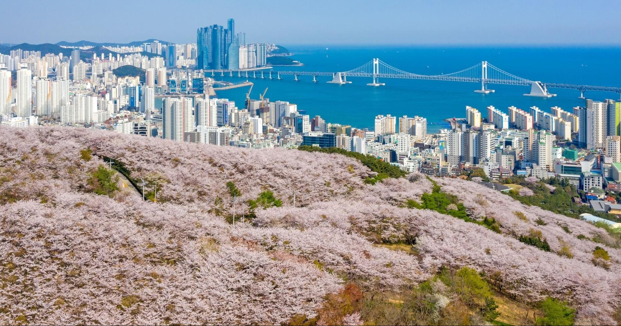 south korea cherry blossoms - hwangnyeongsan