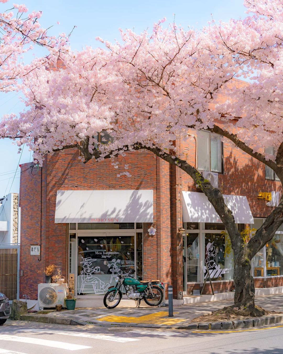 south korea cherry blossoms - jeonnong-ro