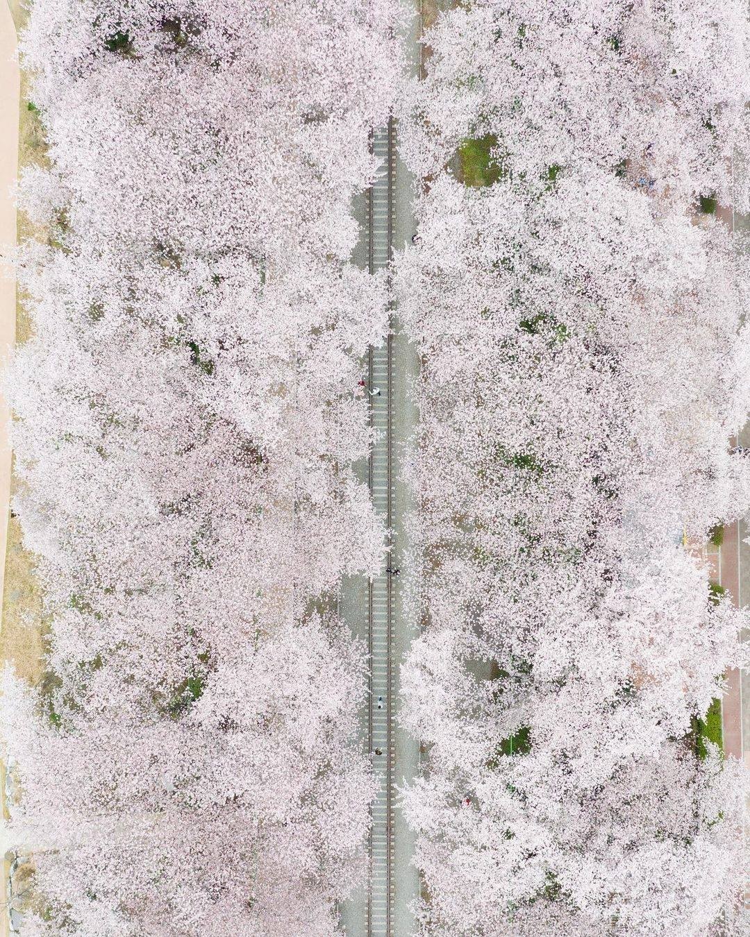 south korea cherry blossoms - jinhae gyeonghwa station