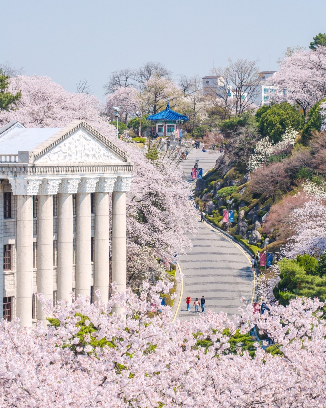 south korea cherry blossoms - kyung hee university