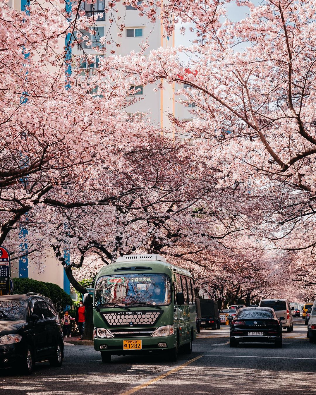 south korea cherry blossoms - namcheon-dong cherry blossom street