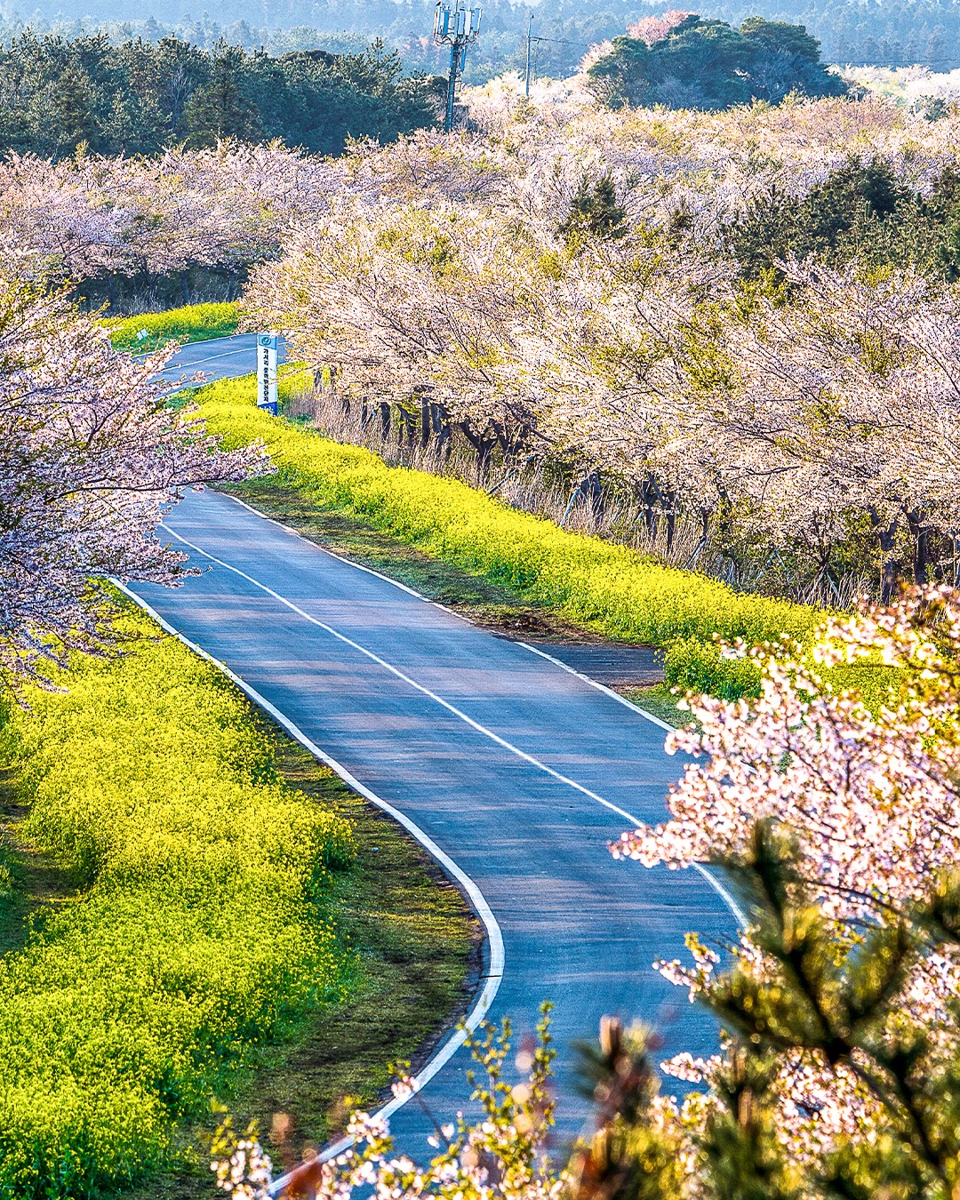 south korea cherry blossoms - noksan-ro cherry blossom road