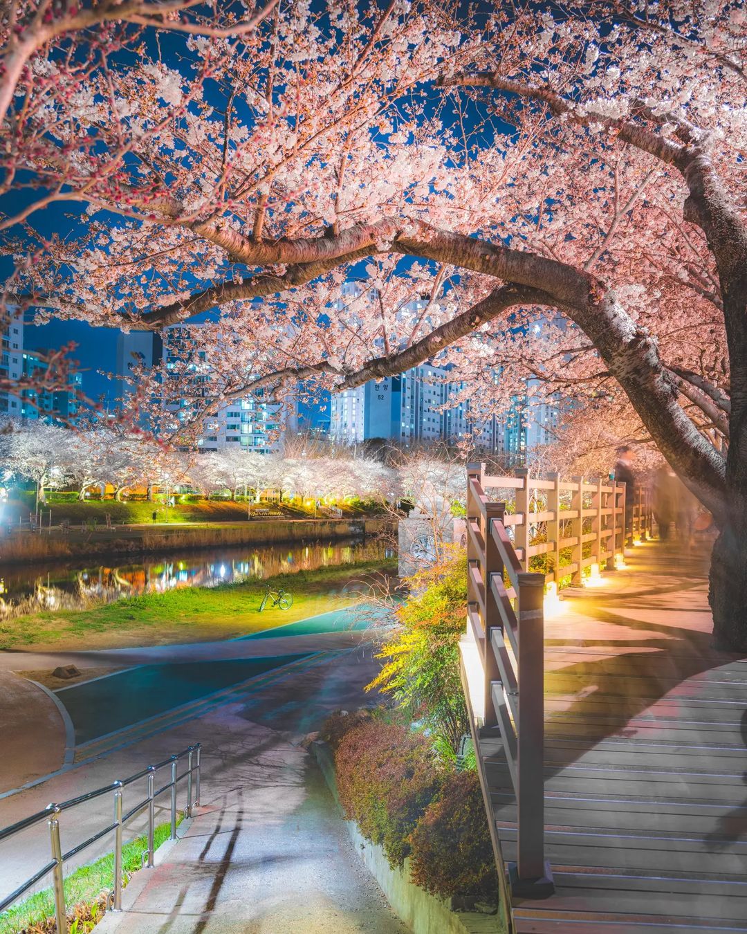 south korea cherry blossoms - oncheoncheon stream