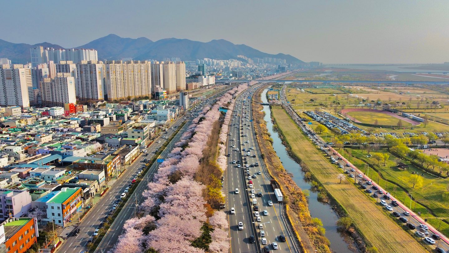 south korea cherry blossoms - samnak eco park