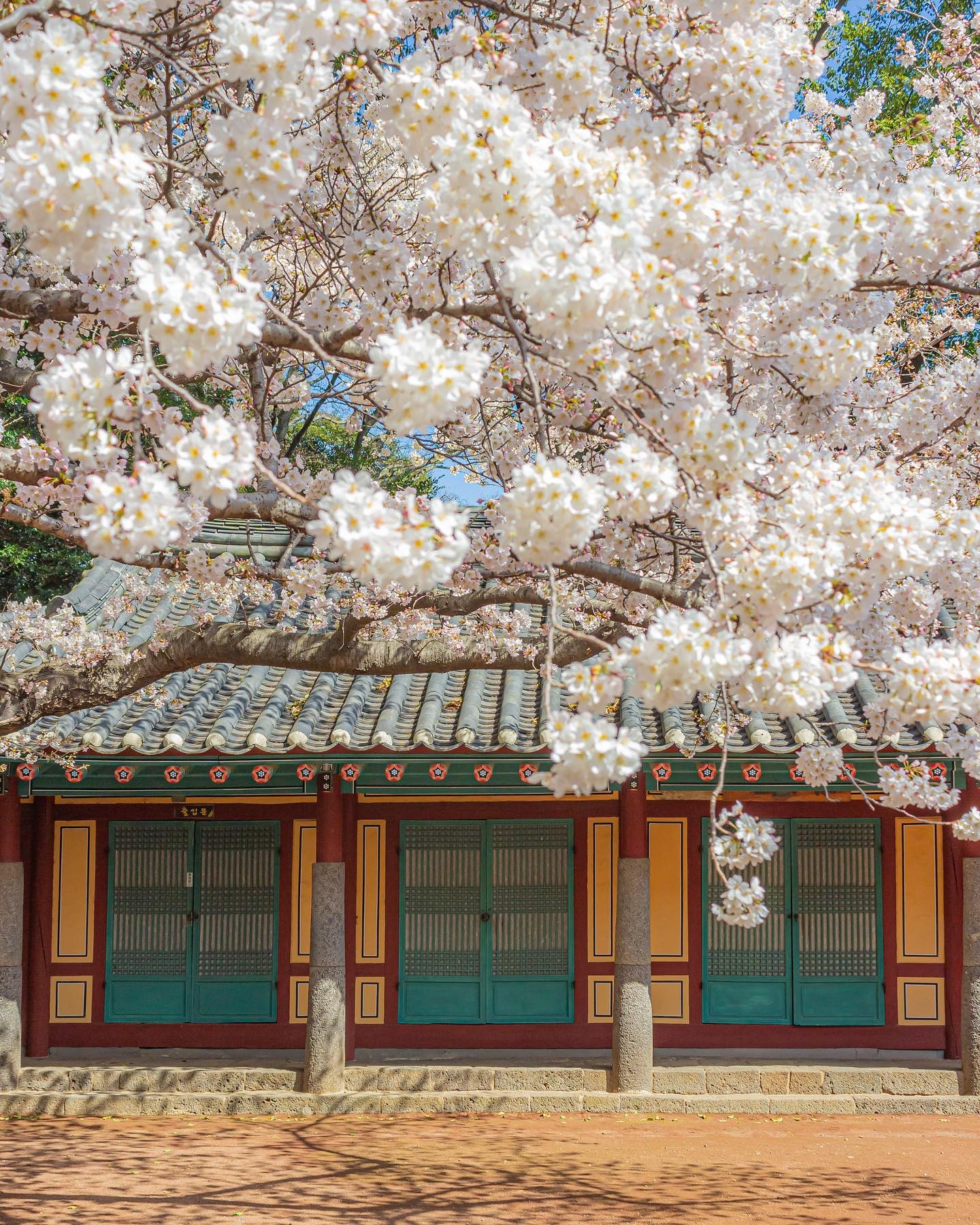 south korea cherry blossoms - samseonghyeol shrine