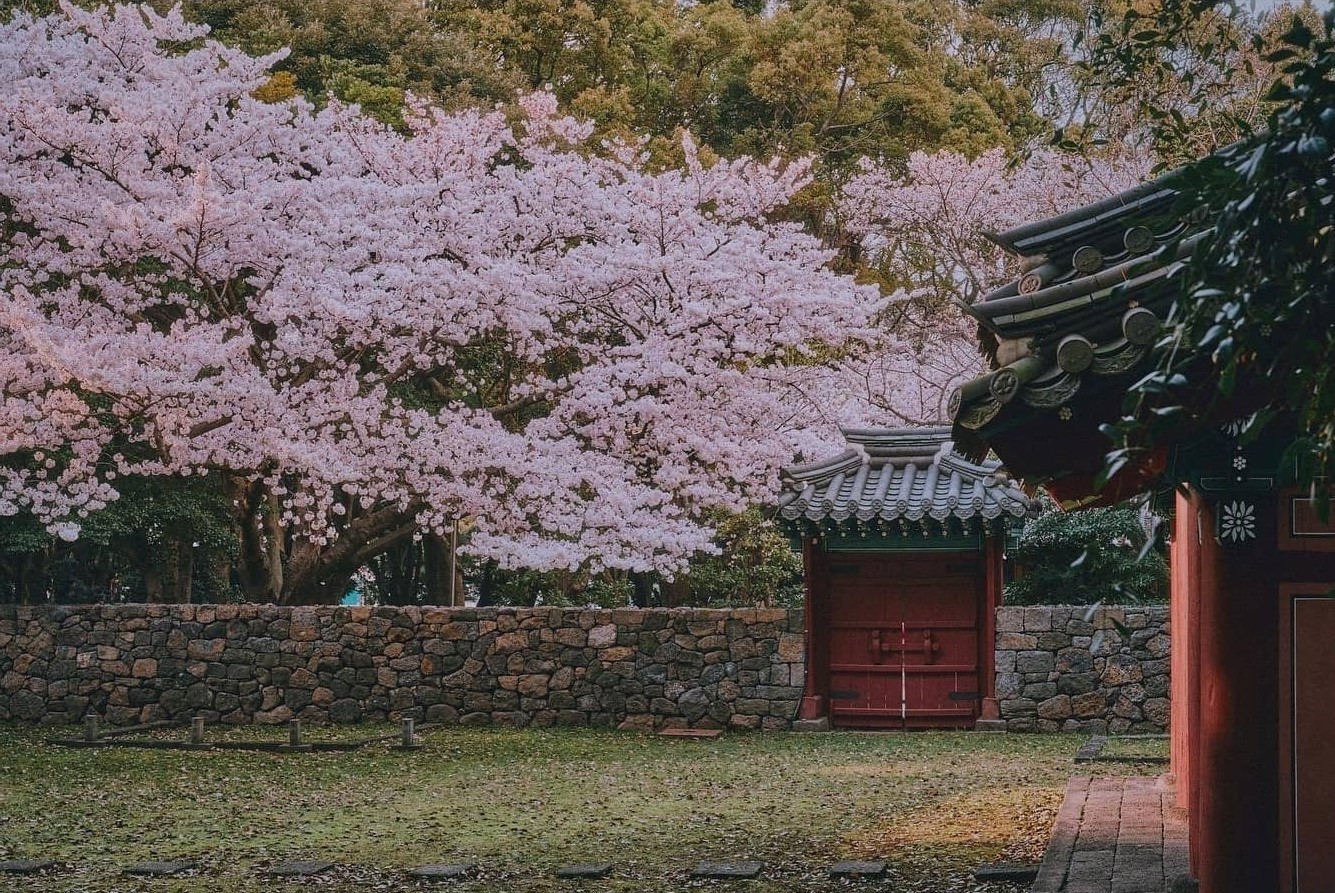south korea cherry blossoms - samsunghyeol jeju