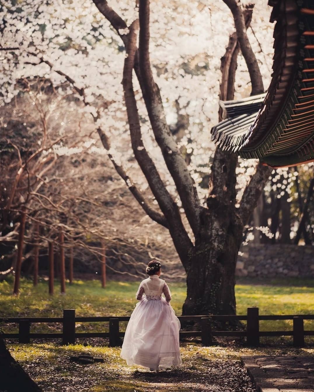 south korea cherry blossoms - samsunghyeol jejudo