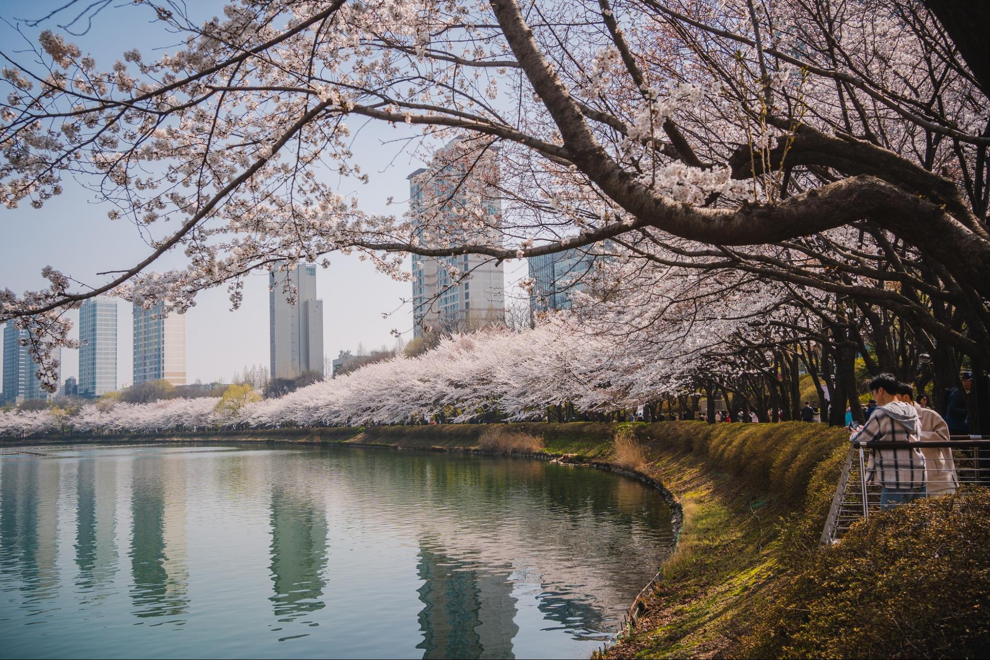 south korea cherry blossoms - seokchon lake