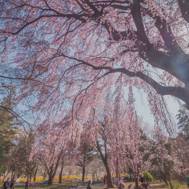 south korea cherry blossoms - seoul national cemetery