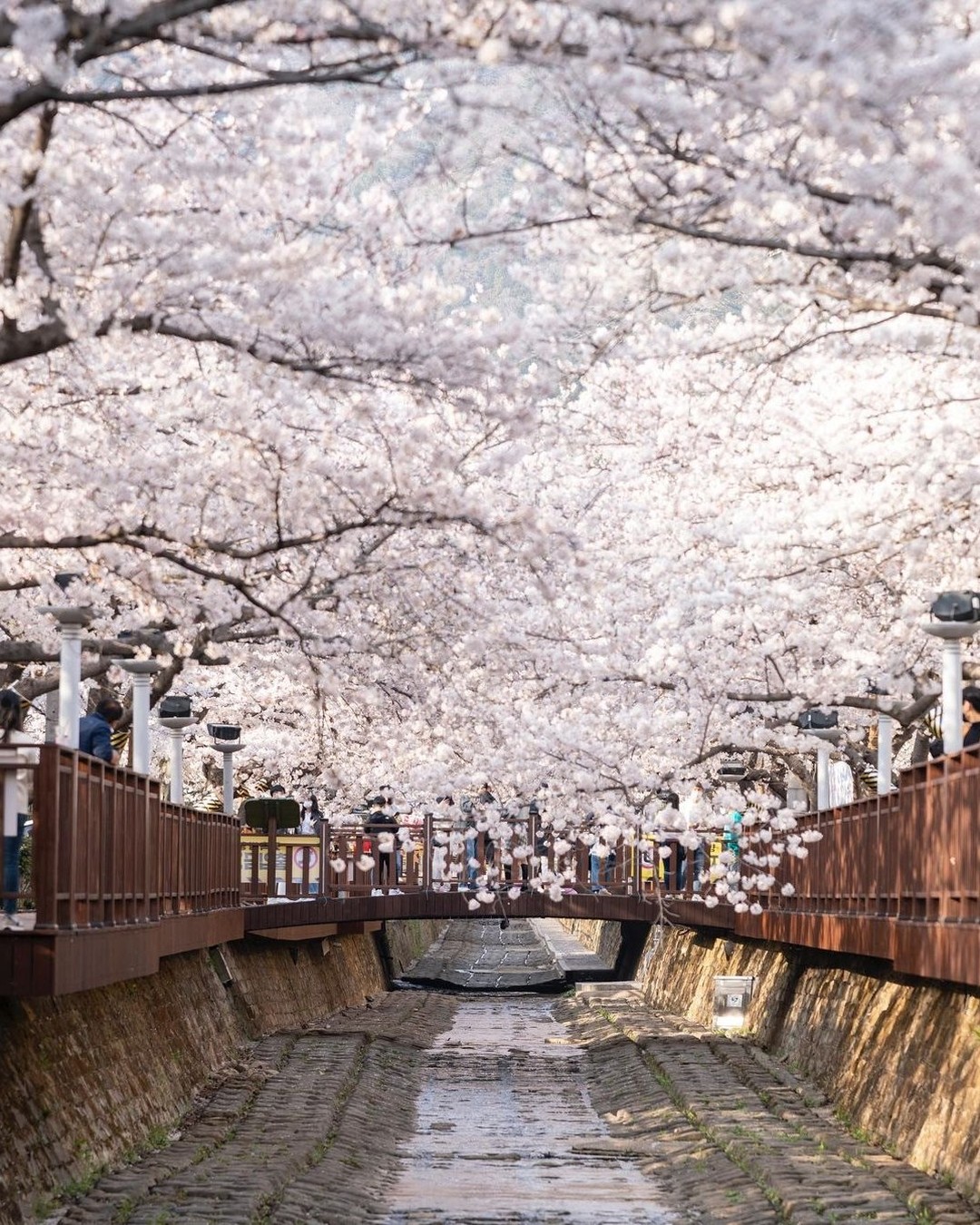 south korea cherry blossoms - yeojwacheon stream