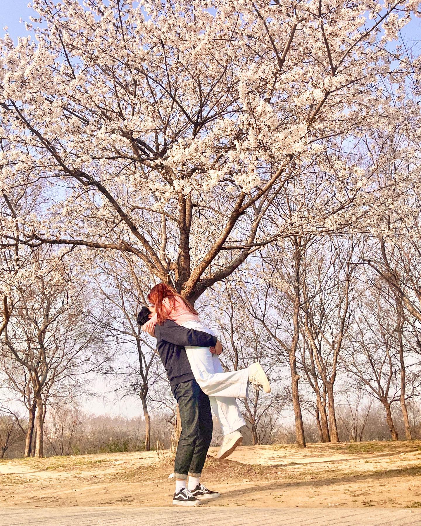 south korea cherry blossoms - yeouido hangang park
