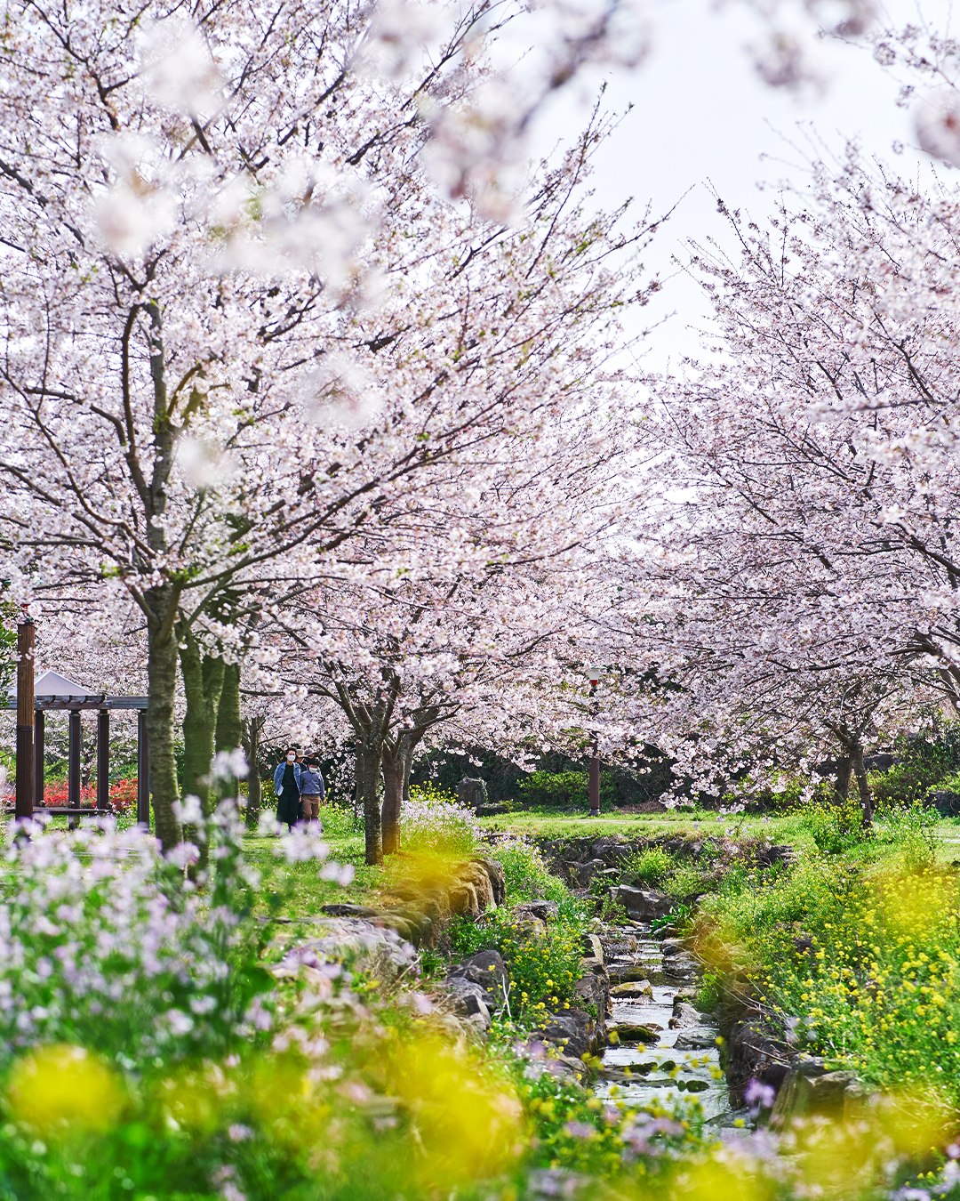 south korea cherry blossoms - yerae eco park