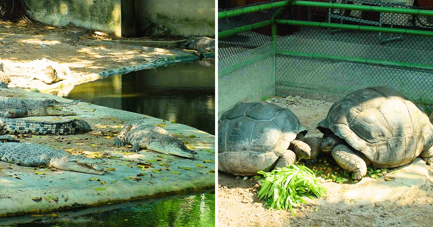Crocodile And Giant Tortoise Enclosures
