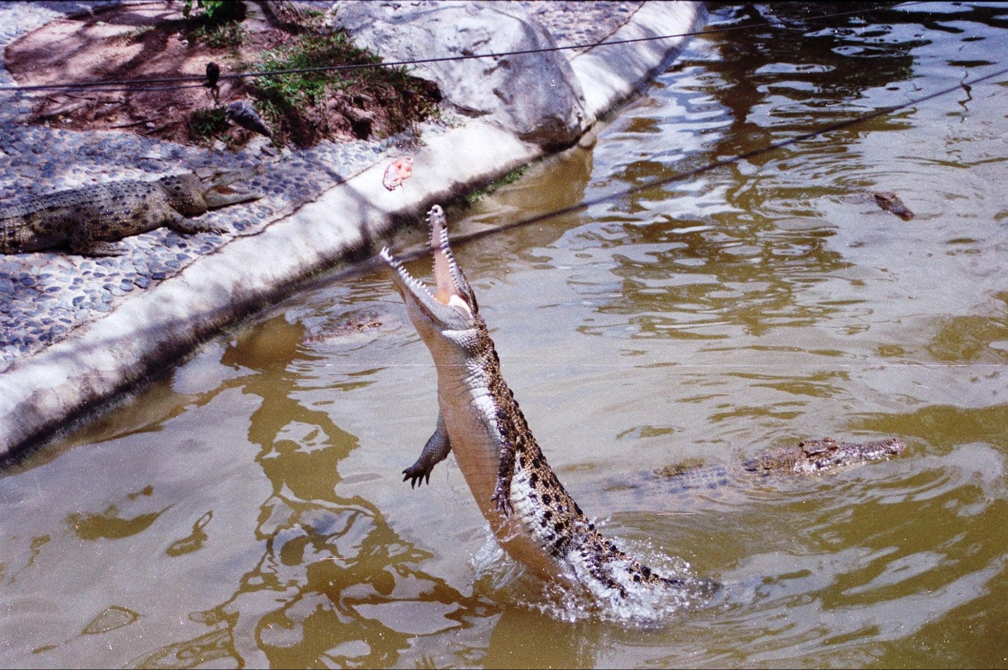Crocodile Feeding At Jurong Reptile Park
