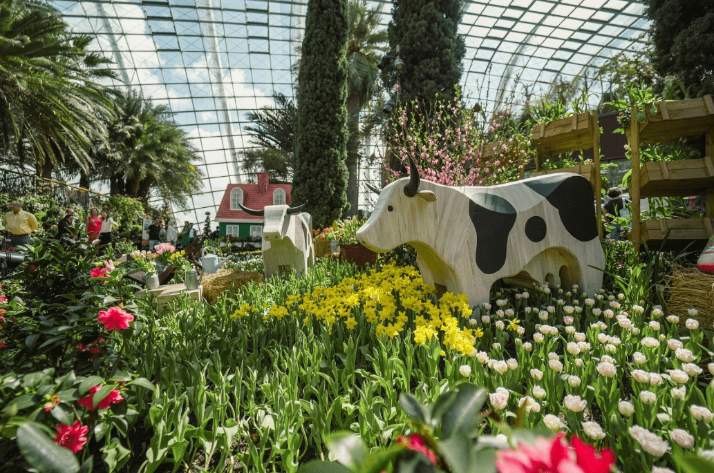 Gardens By The Bay Tulipmania Cow
