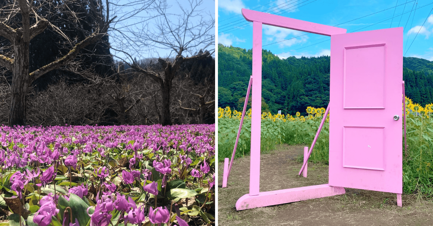 Kuri No Ki Installations And Flower Field