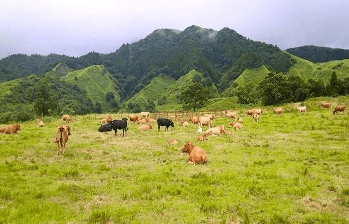 Nakamura Ranch Cows