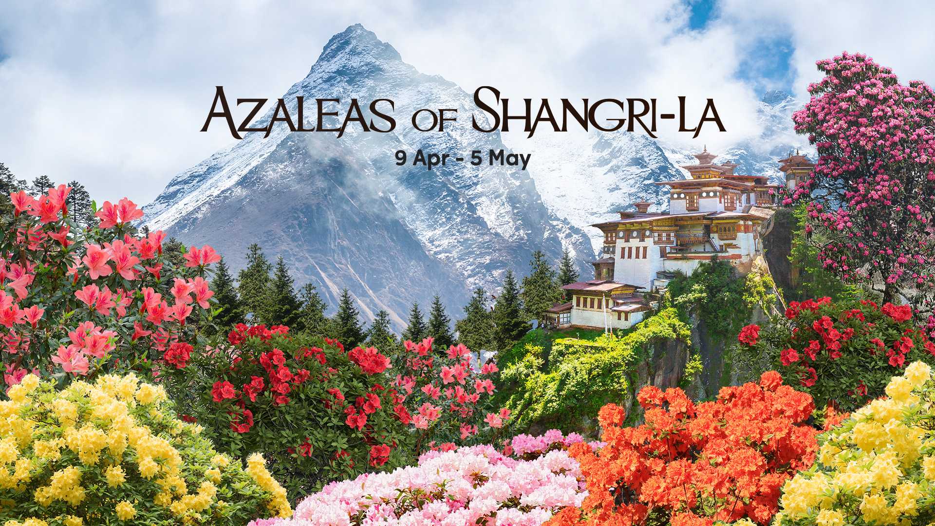 New things to do in April 2024 - Azaleas of Shangri-La