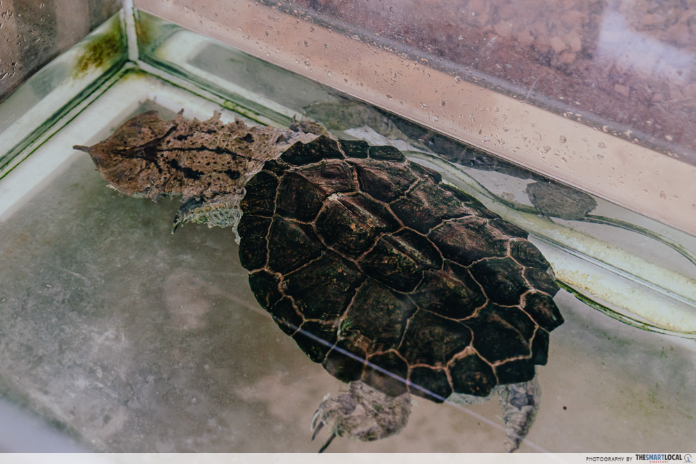 live turtle & tortoise museum singapore - mata mata turtle