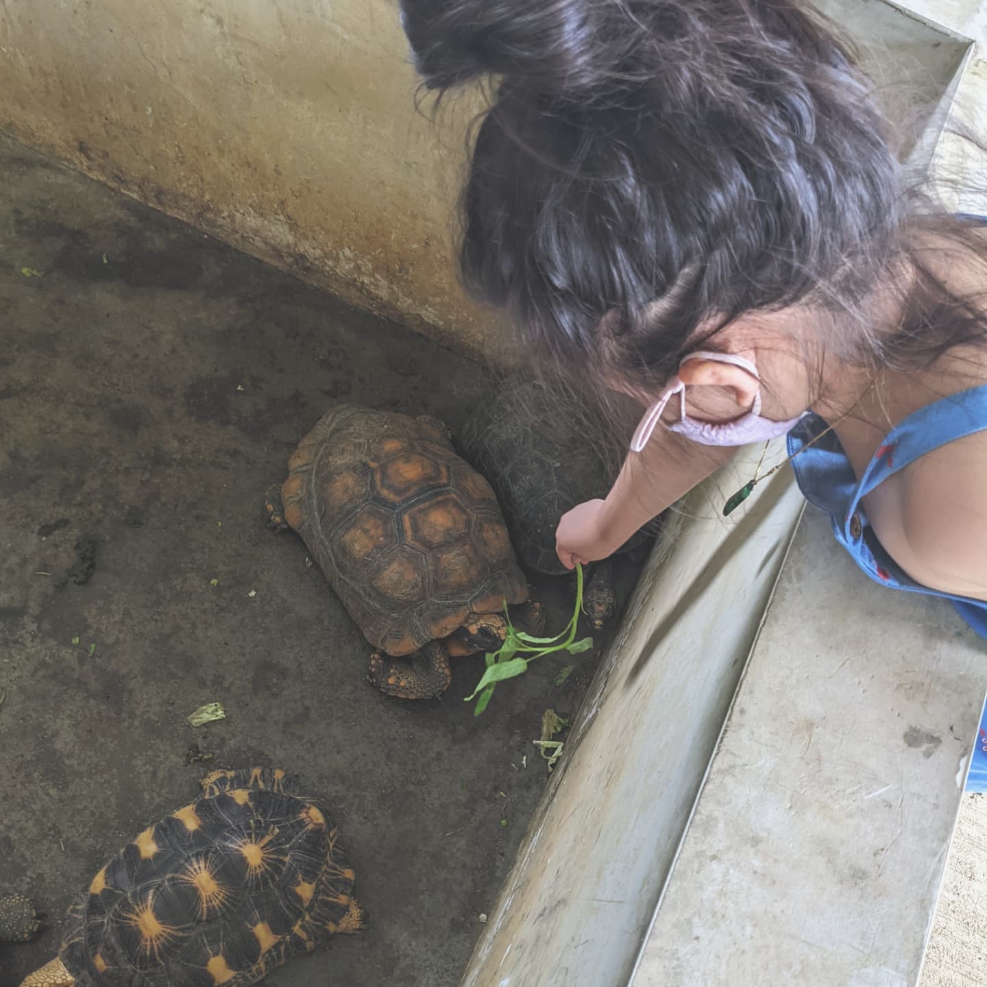 live turtle & tortoise museum singapore - tortoise feeding