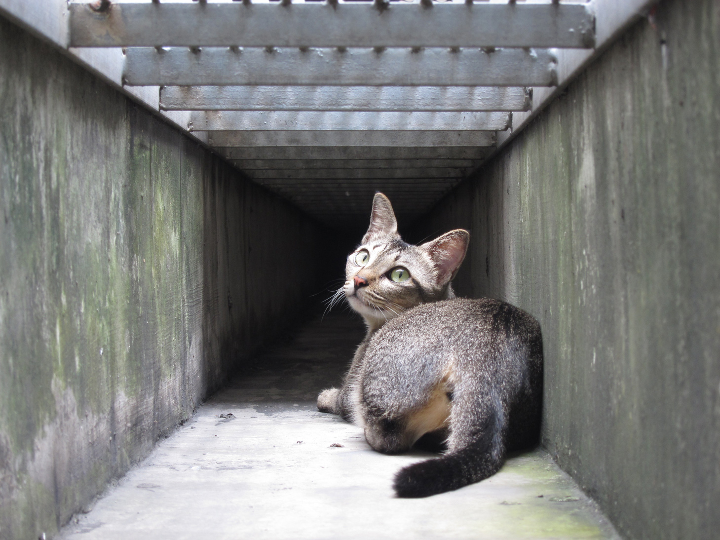 secret facts of singapore drain cat