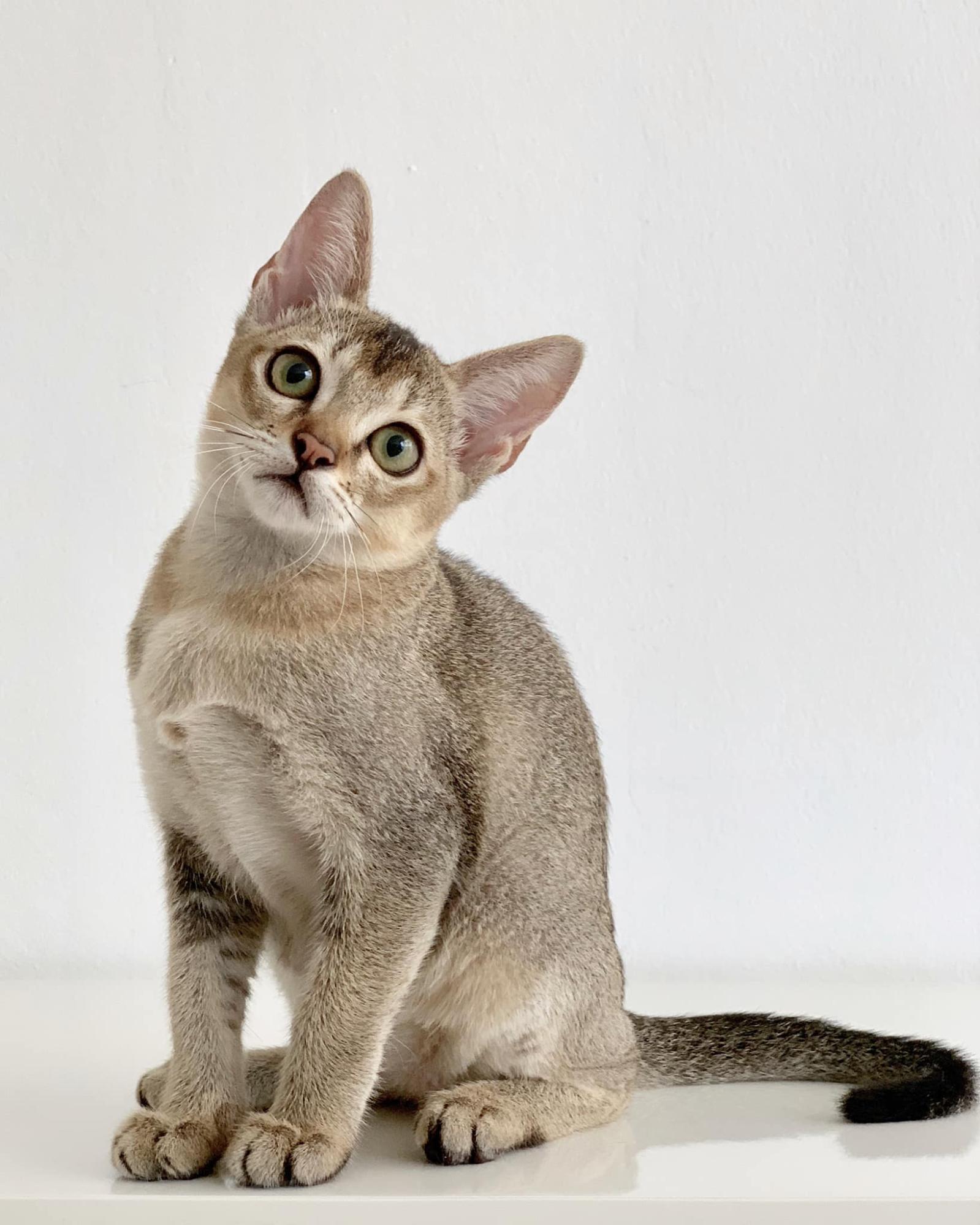 secret facts of singapore kucinta cat