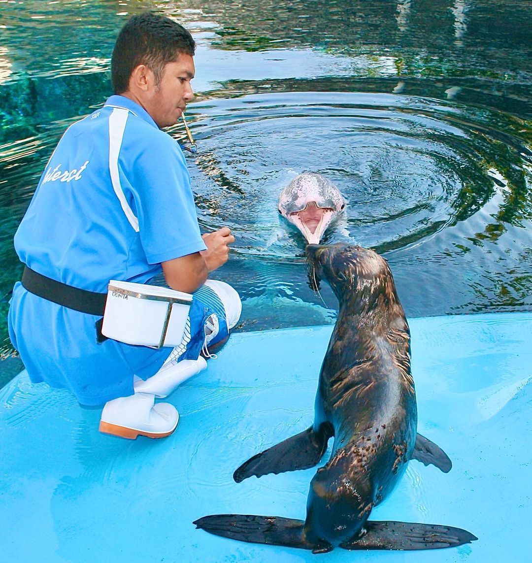 Underwater World Singapore - fur seal