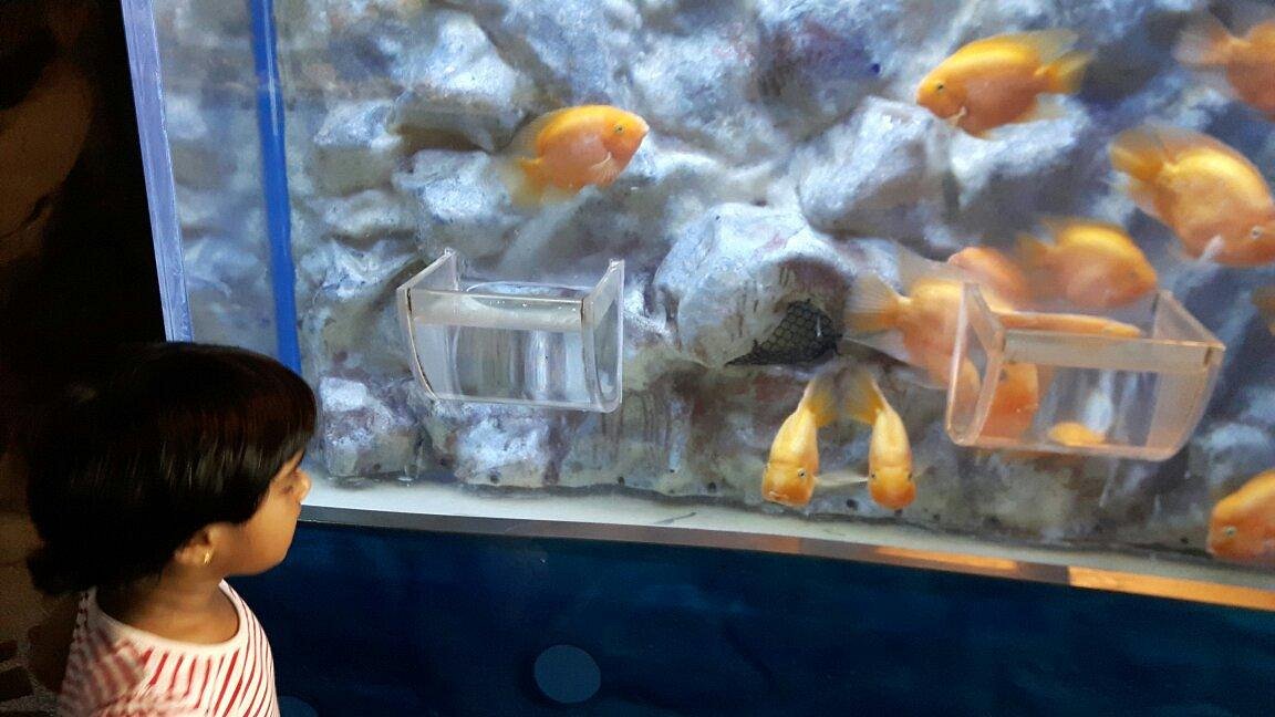 Underwater World Singapore - fish feeding tank