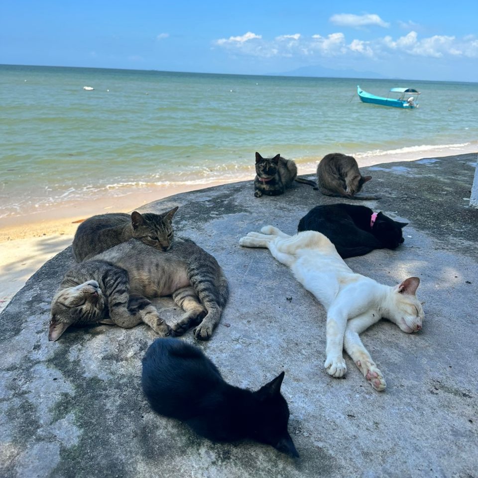 Cat Beach Sanctuary Penang cats