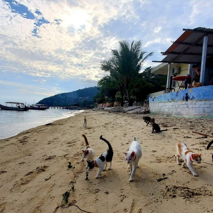 Penang cat beach