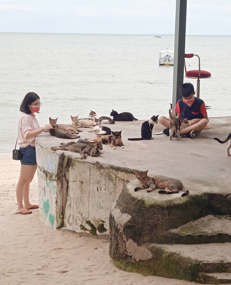 Cat Beach Sanctuary Penang visitors with cats