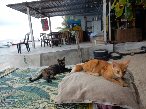Cat Beach Sanctuary cats lazing on pillows