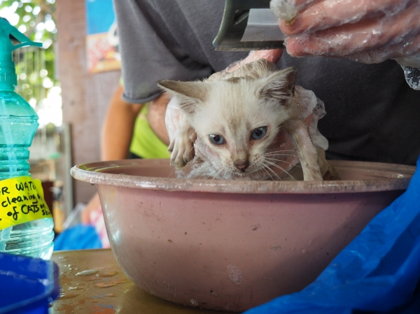 Kitten being given a bath