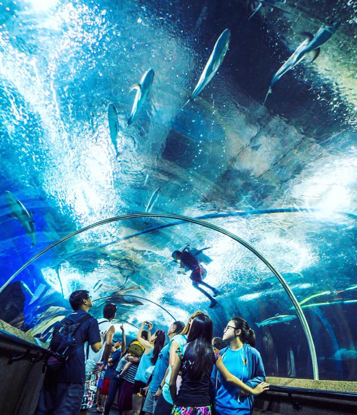 Underwater World Singapore - underwater tunnel