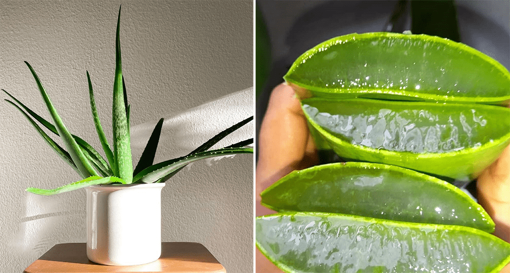 Plants With Benefits - Aloe Vera