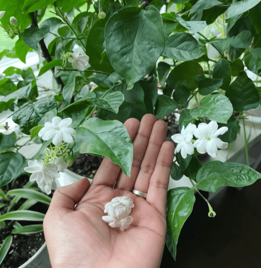 Plants With Benefits - Jasmine
