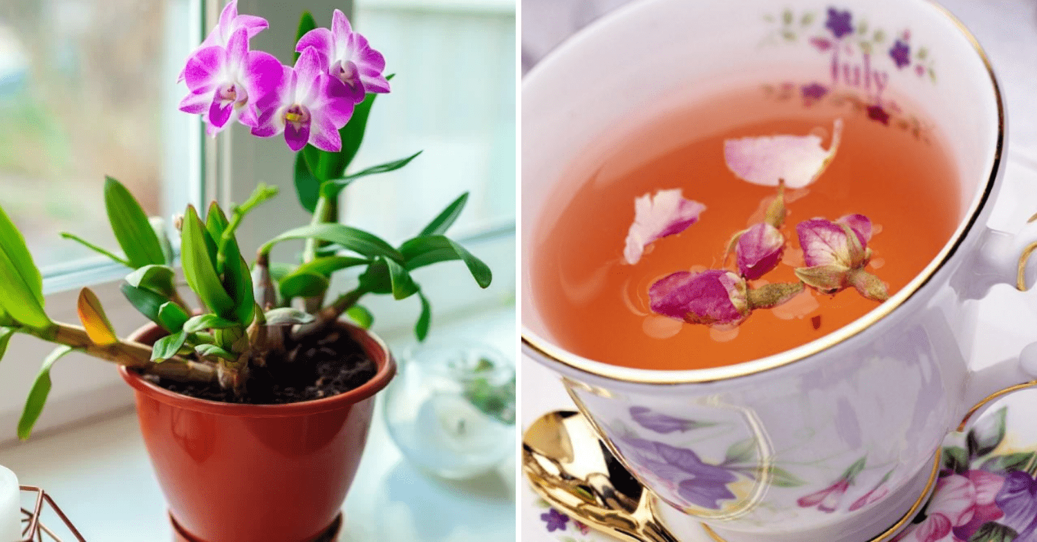 Plants With Benefits - Orchid