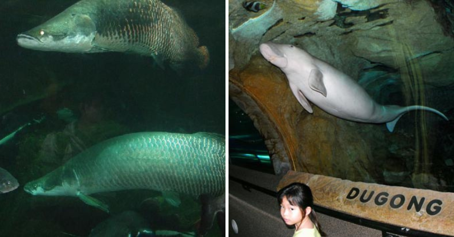 Underwater World Singapore - arapaima dugong