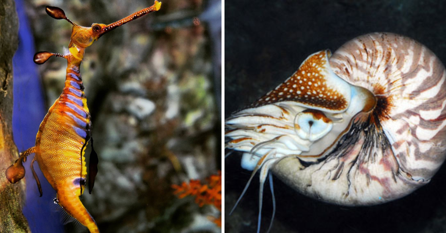 Underwater World Singapore - sea dragon nautilus