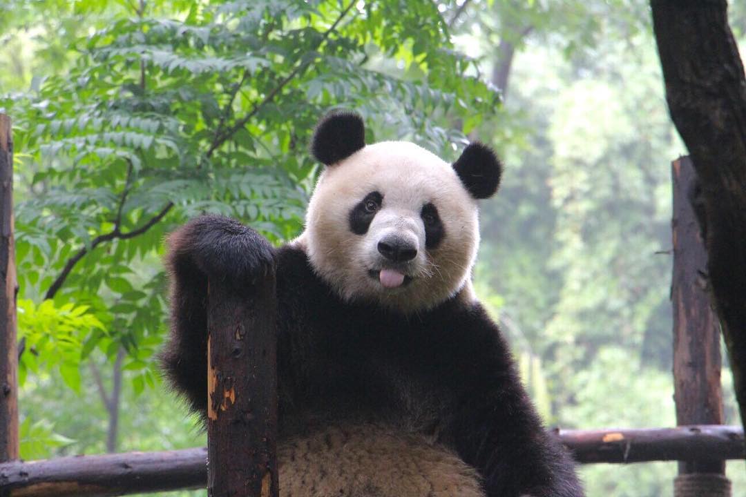 china holiday destinations - Chengdu - panda