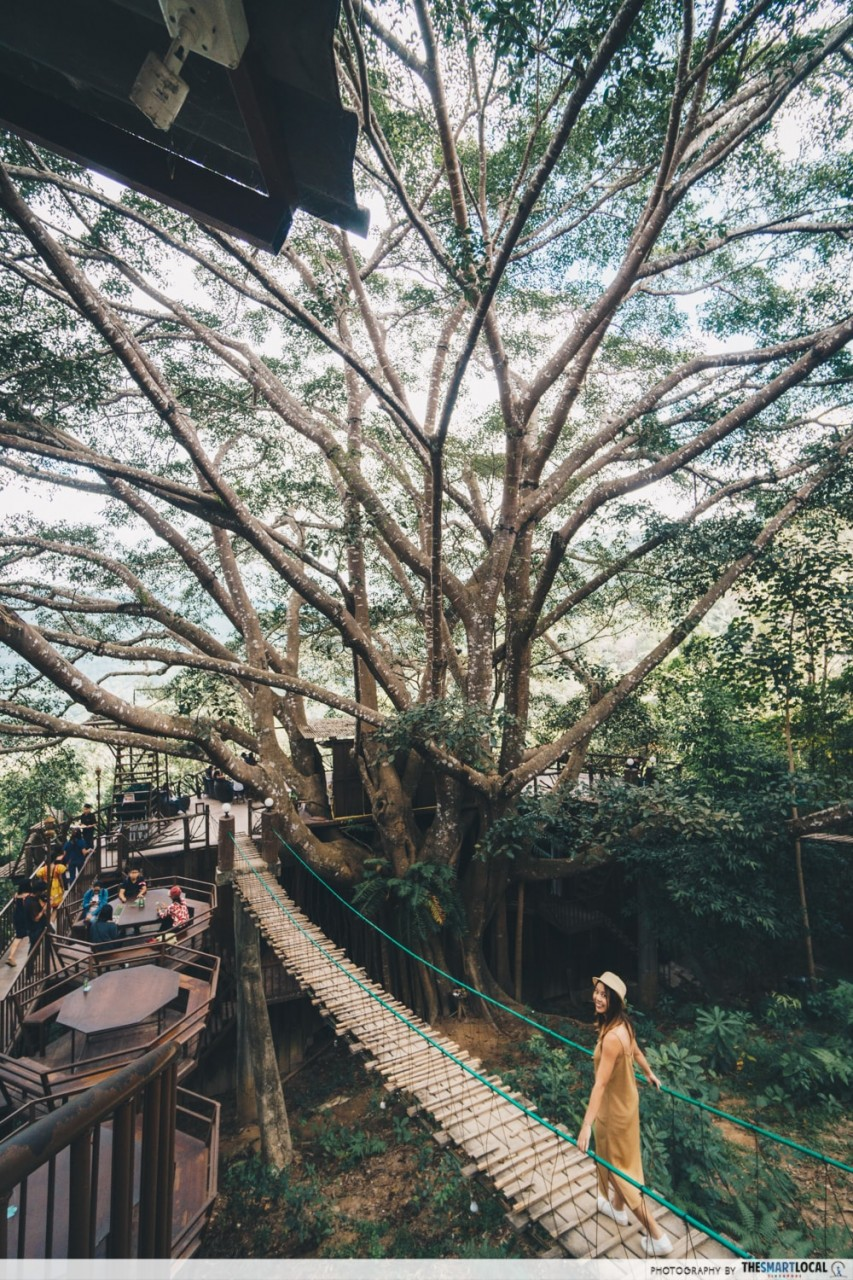 chiang mai cafes restaurants - the giant treehouse bridge
