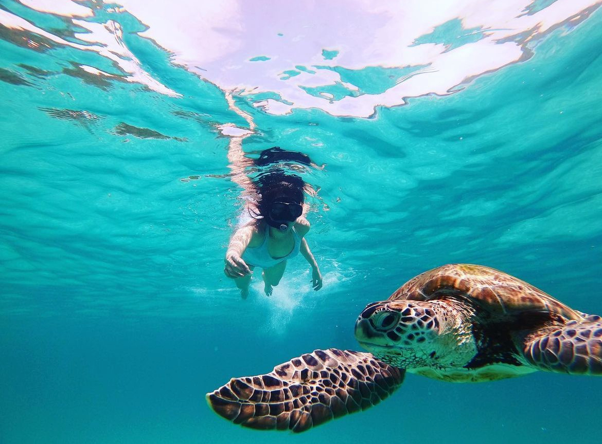 redang island- snorkeling turtle
