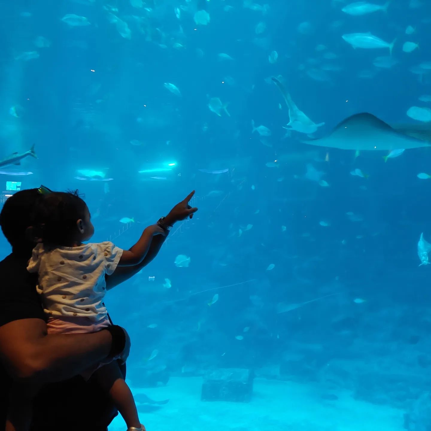 things to do kids - sea aquarium