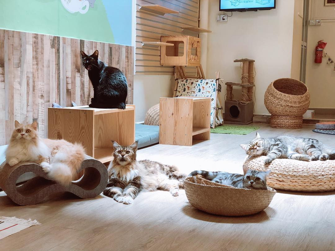 kid-friendly things to do in Singapore - Meomi Cat Cafe