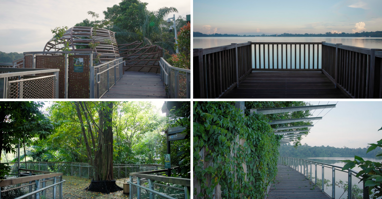 mandai wildlife reserve 2024 - boardwalk video