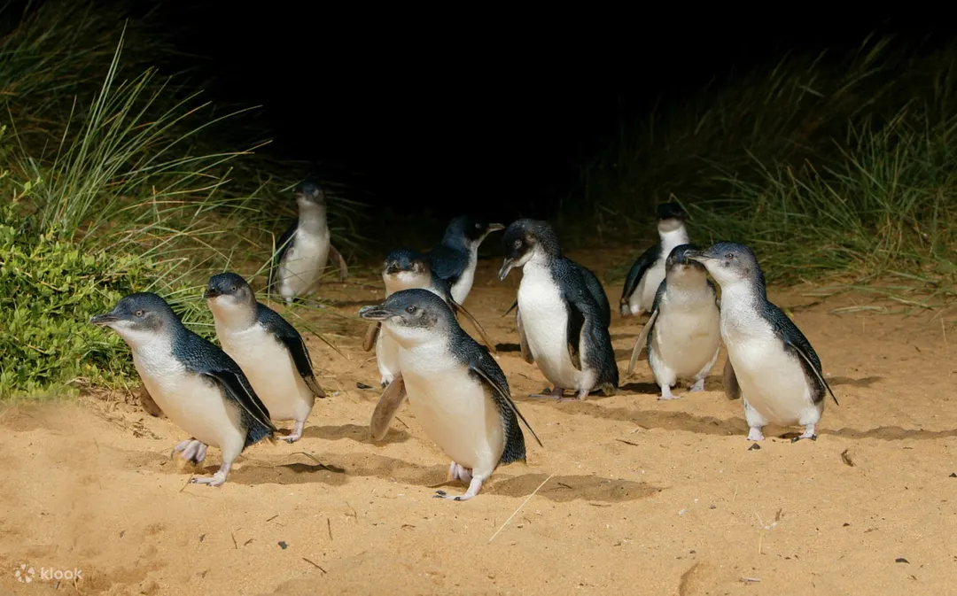 winter activities in melbourne penguin