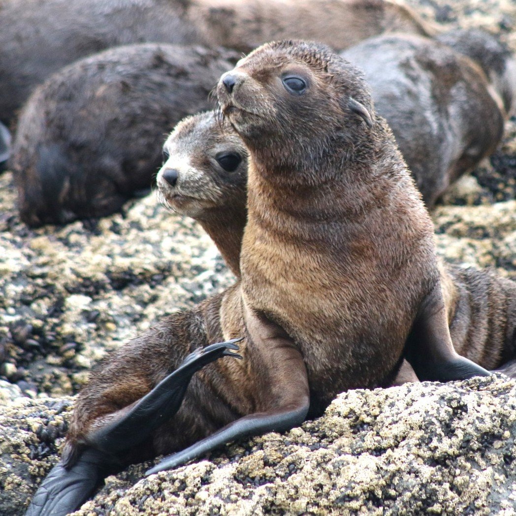 winter activities in melbourne seals