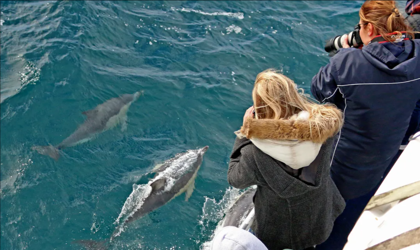 winter activities in melbourne whale watching