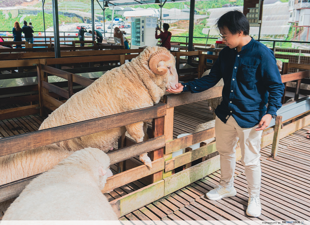 Best weekend packages Malaysia - Sheep petting at Cameron Highlands 